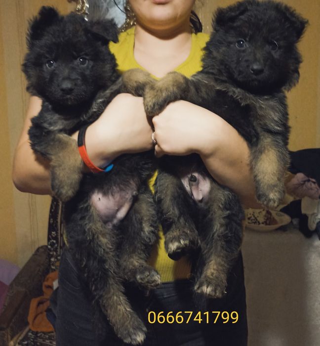 Щенки!Немецкая овчарка,длинники!