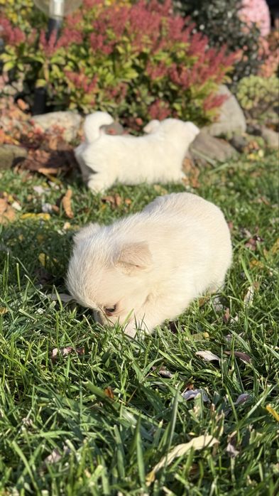 Собачки дворові ~виростуть маленькі 15 см