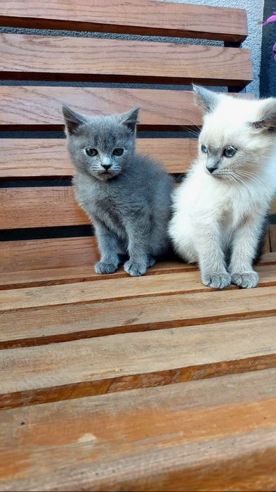 Продам кошенят шотландських веслоухих