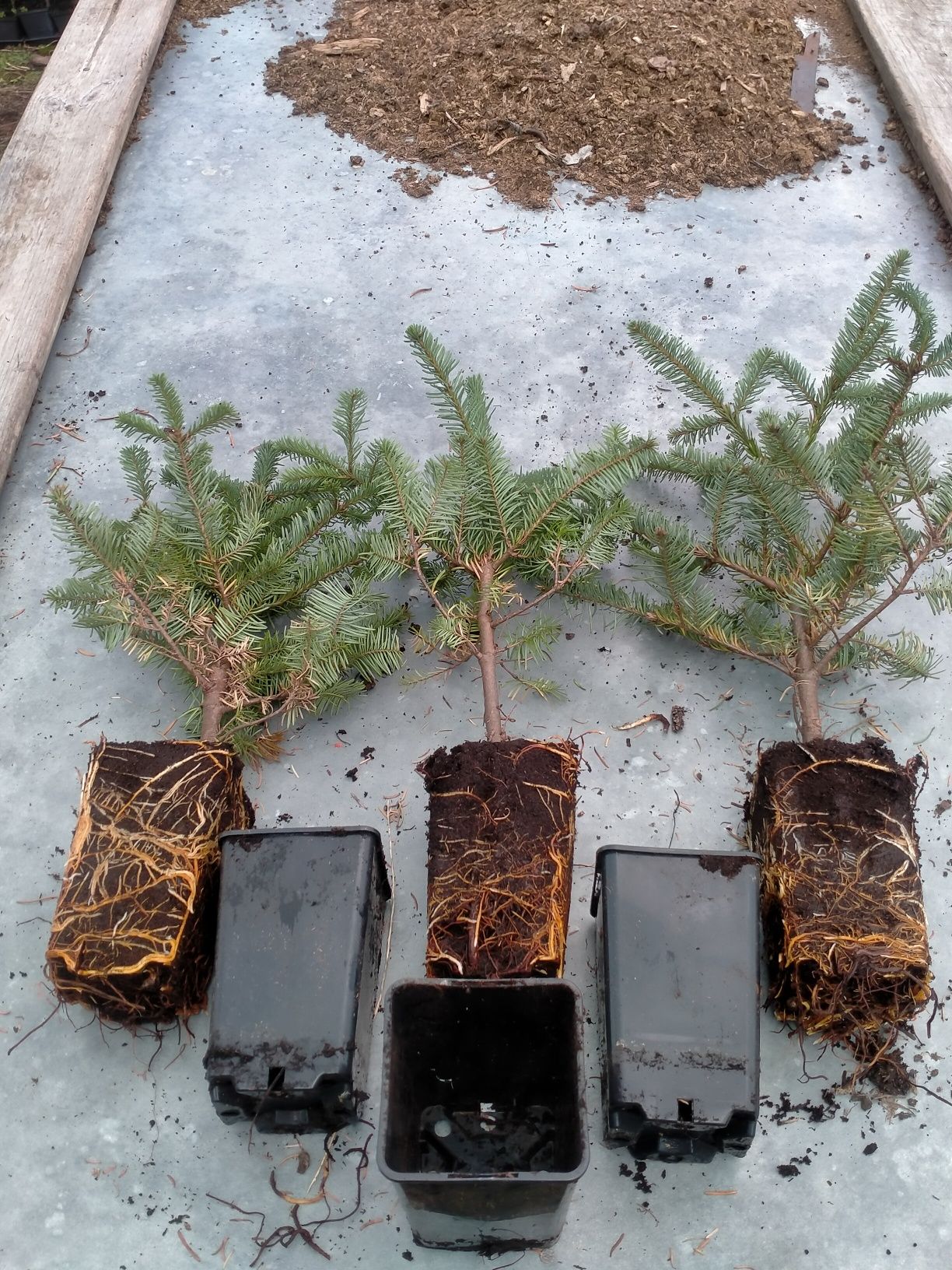 Jodła szlachetna abies nobilis