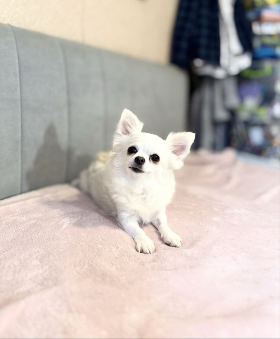 БРОНЬ до 3.12. Мини красотка в любимицы! КСУ