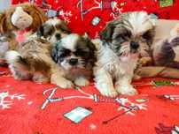 Shihtzu sunia piękna