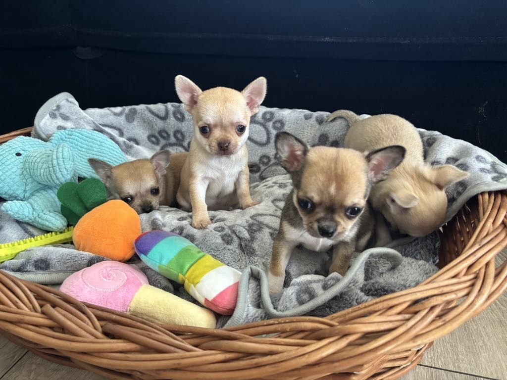 Chihuahua piesek kremowy