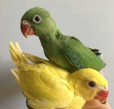 Ожереловые попугайчики, ожерелки разных цветов