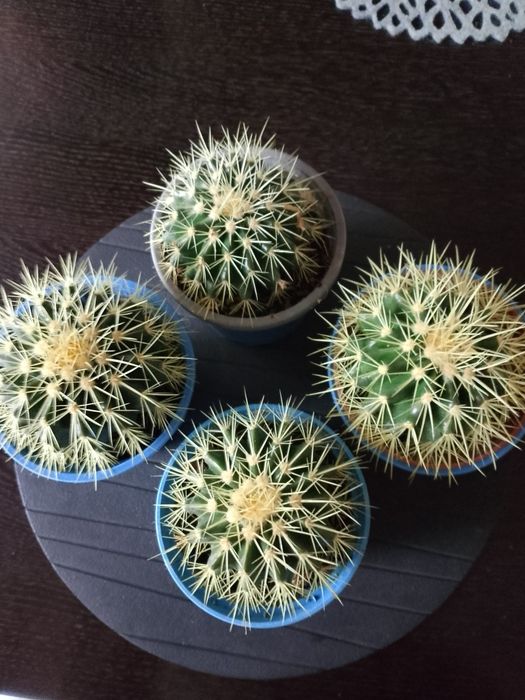 Sprzedam kaktusy Sr.10cm. wys. z doniczką 18. cm.