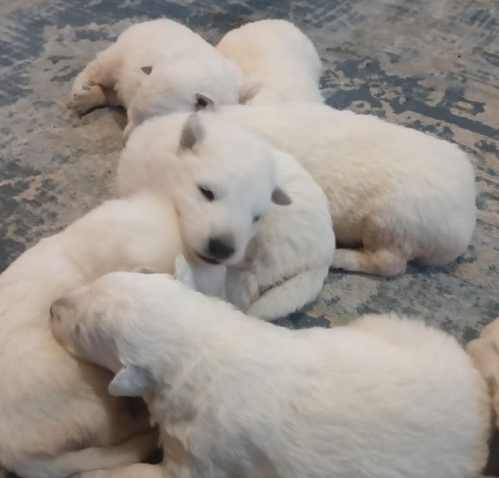 Biały Owczarek Szwajcarski piesek