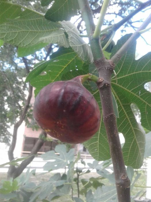 продам саженцы инжира