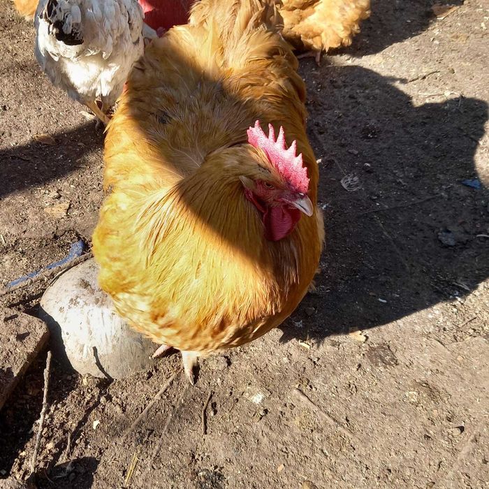 Продаю семью курей