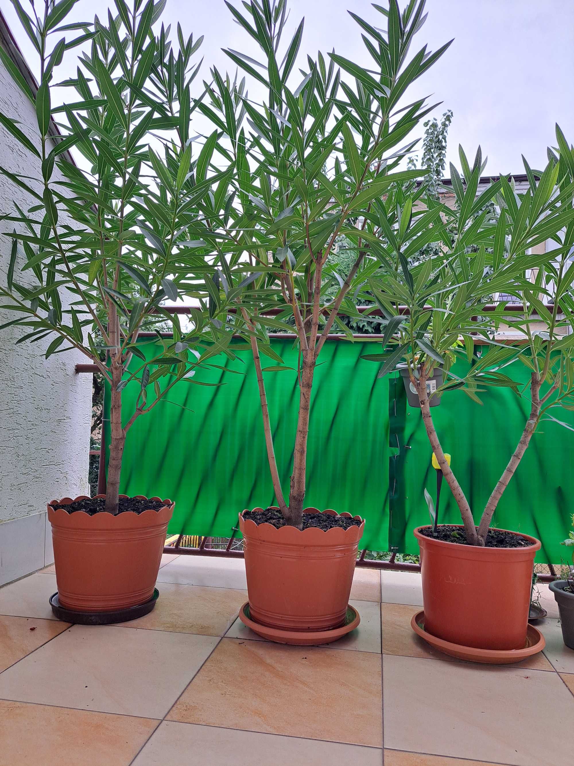oleander posolity