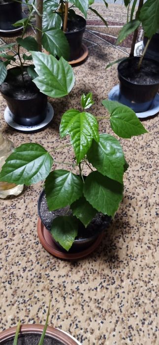 Роза Гибискус комнатные растения