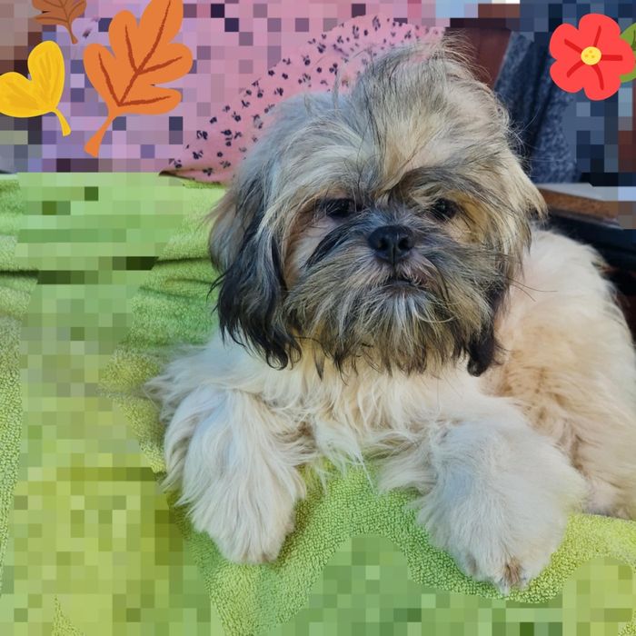 Lhasa apso kuzyn shih tzu