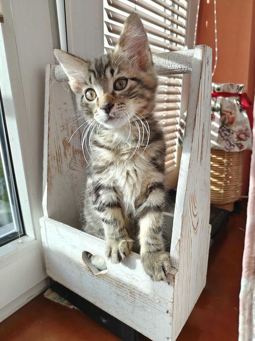 8 tyg kociaki  : BruceLee & Lando