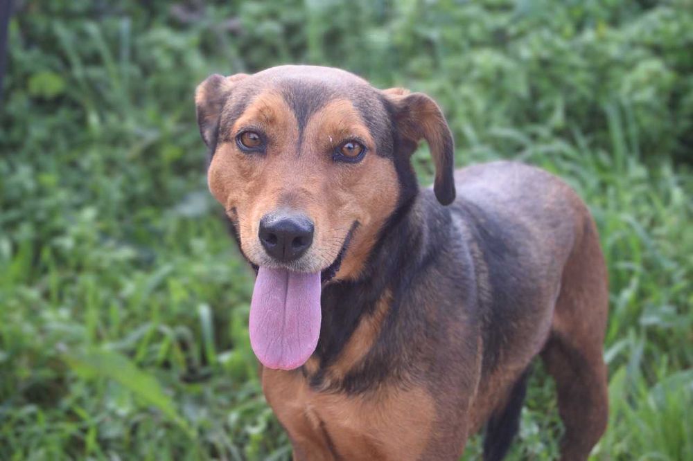 Bandida - cadela média para adoção