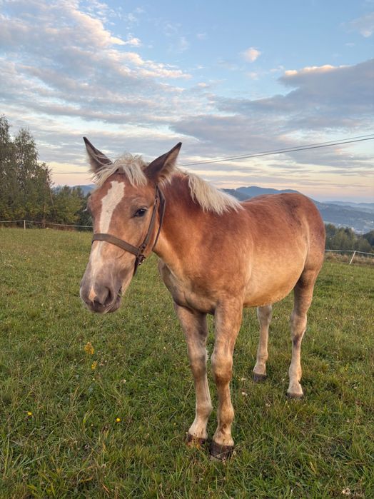 Źrebica zimnokrwista