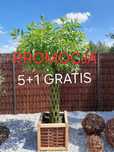 Wierzba pleciona. Drzewka ozdobne. Promocja 5+1 Gratis.