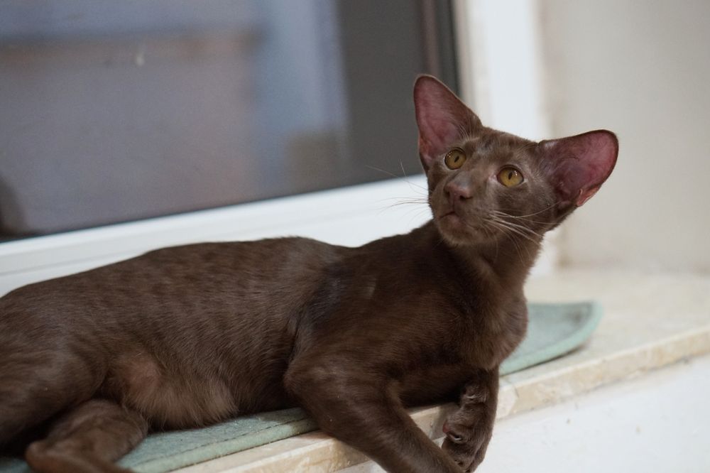 Kocurek orientalny krótkowłosy gotowy do zmiany domku prawdziwy rodowó