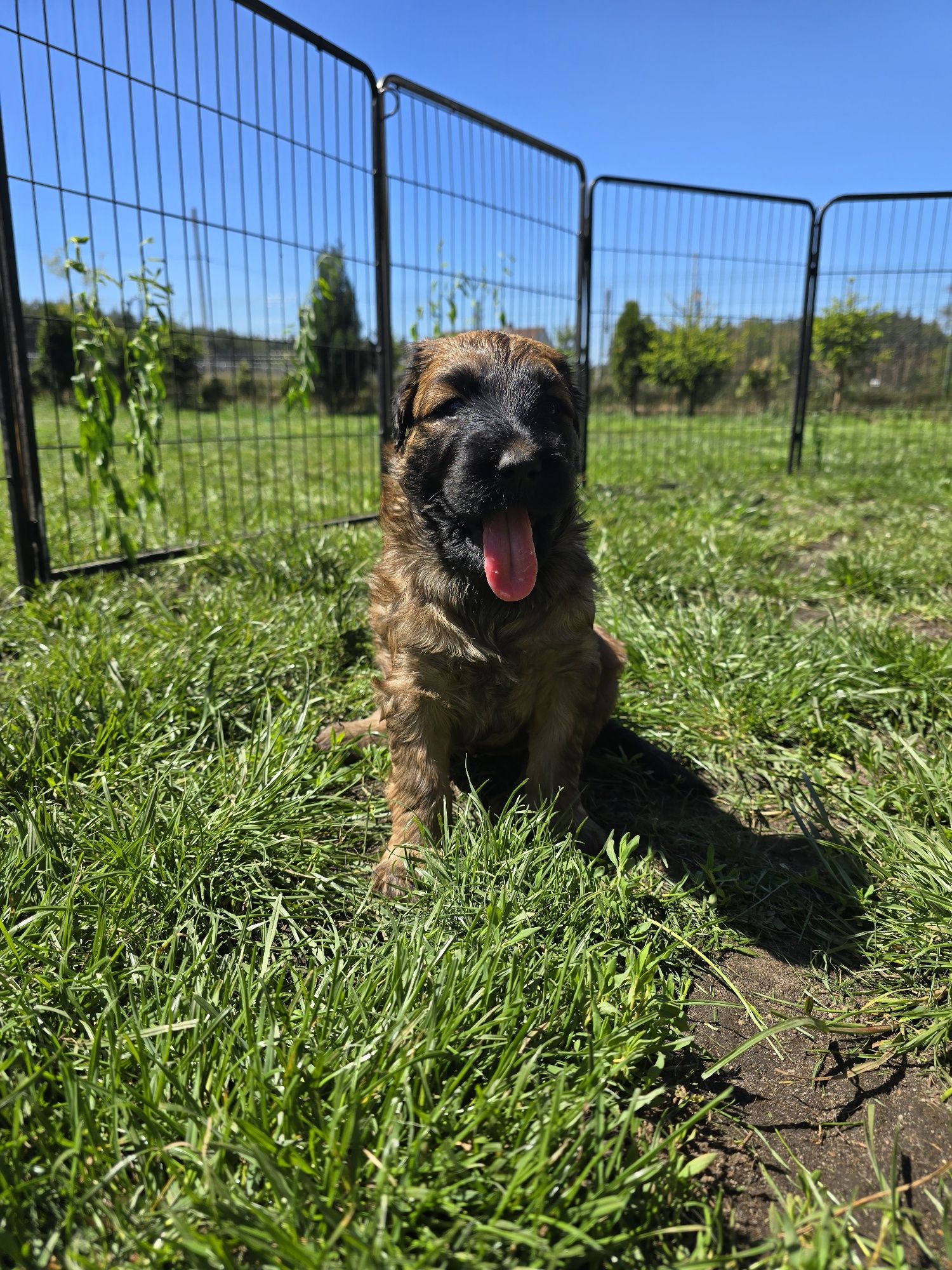 Owczarek francuski briard rezerwacje 2025/2026