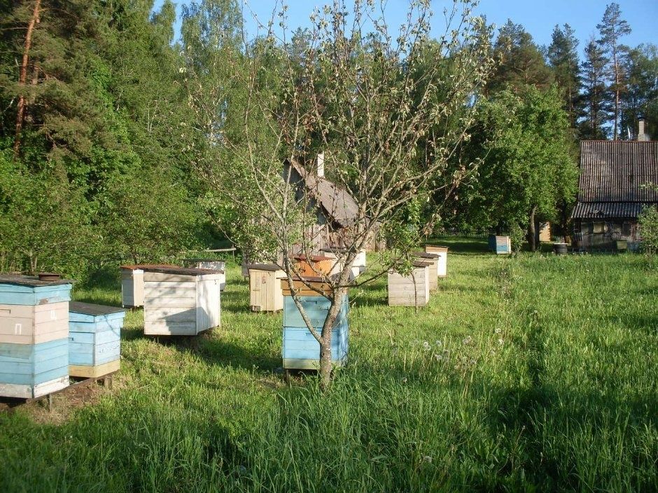 продам бджолосім'ї ( бджоли )