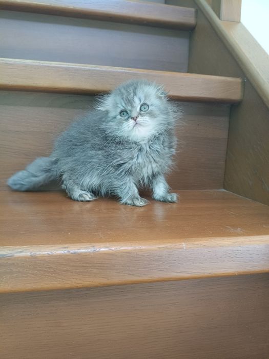 Очаровательный шотландский лапочка!