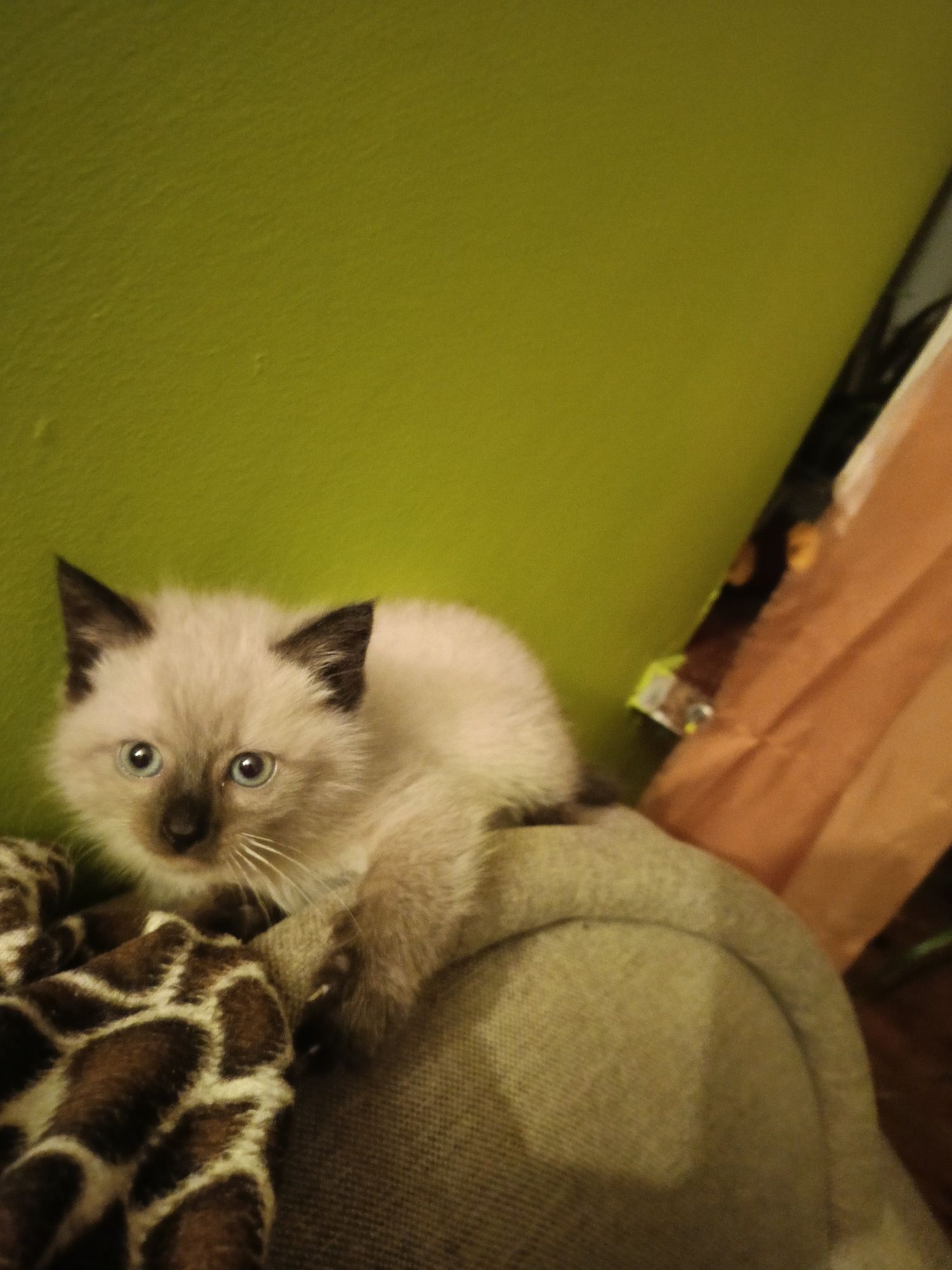 Kotek  kotka ragdoll zapraszam