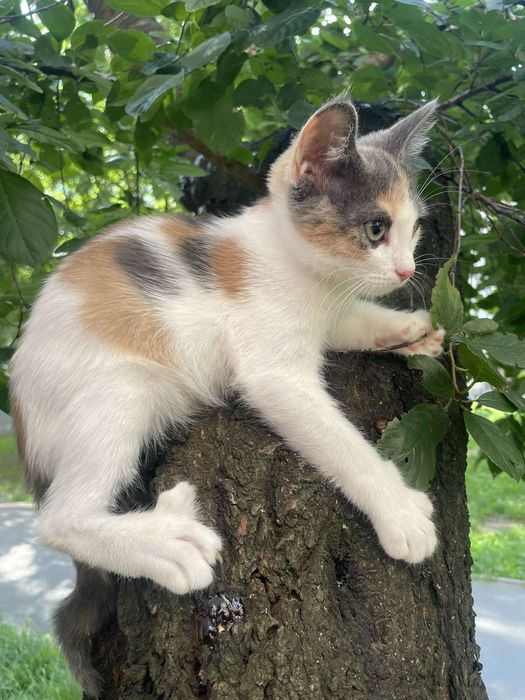 Отдам котенка трехцветку, 3 месяца, девочка