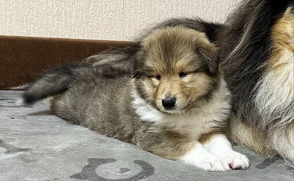 Щенки колли мальчик