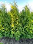 Thuja tuja Brabant 160-180 cm i inne Żywopłot Transport