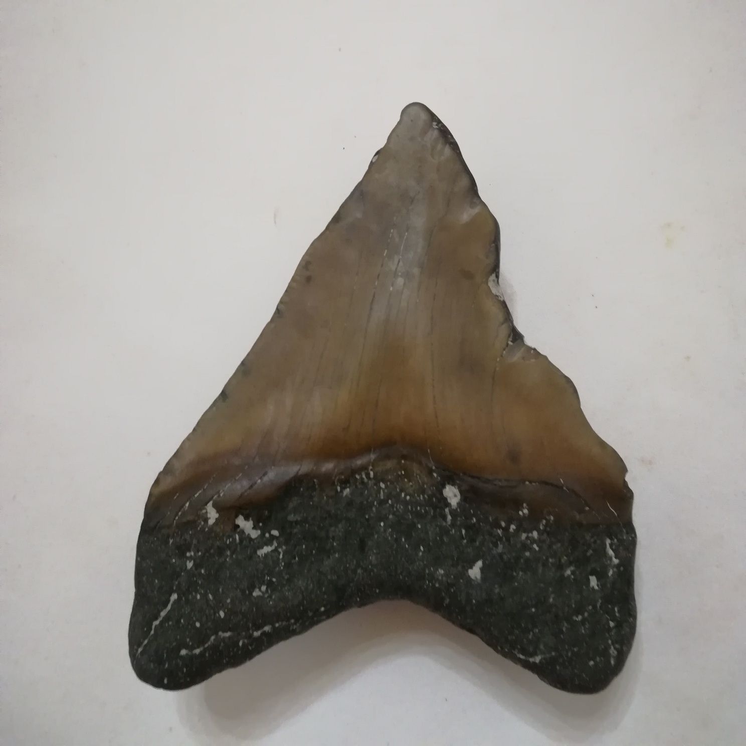 Fóssil dente de megalodon