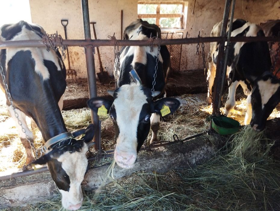 Byk rozpłodnik HF HO