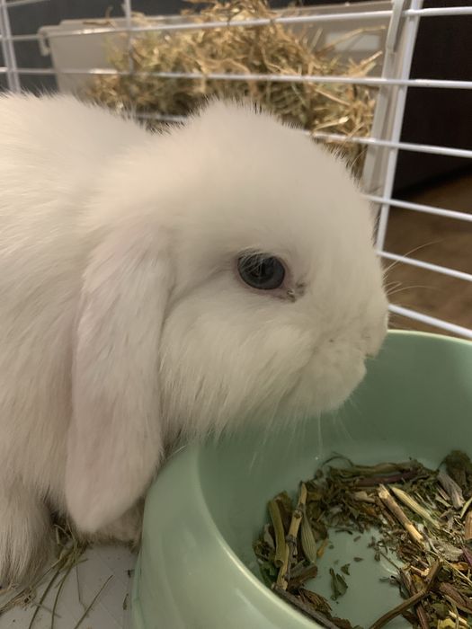 Oddam w dobre ręce.