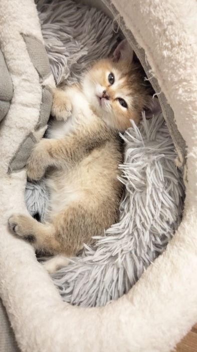 Золоті шотландські шиншили. Кошенята. Котята. Питомник.
