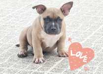 American Bully Pocket