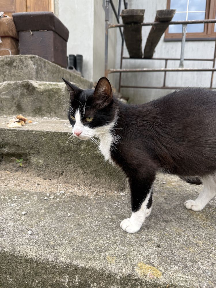 roczna kotka do adopcji