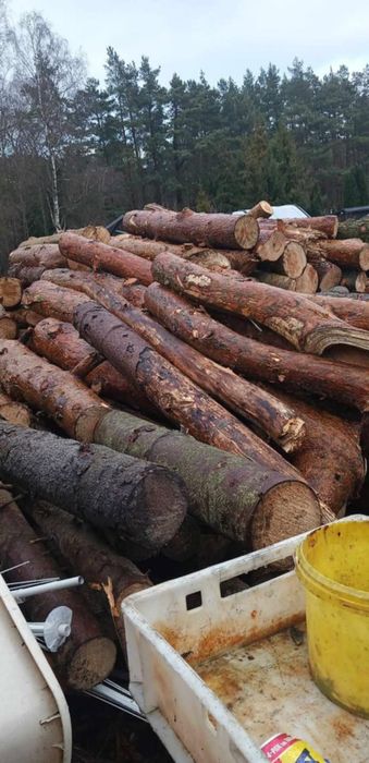 Drzewo opałowe świeże sosna