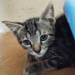 Da se gatinho macho 2  meses ja come racao pate e ja vai areia