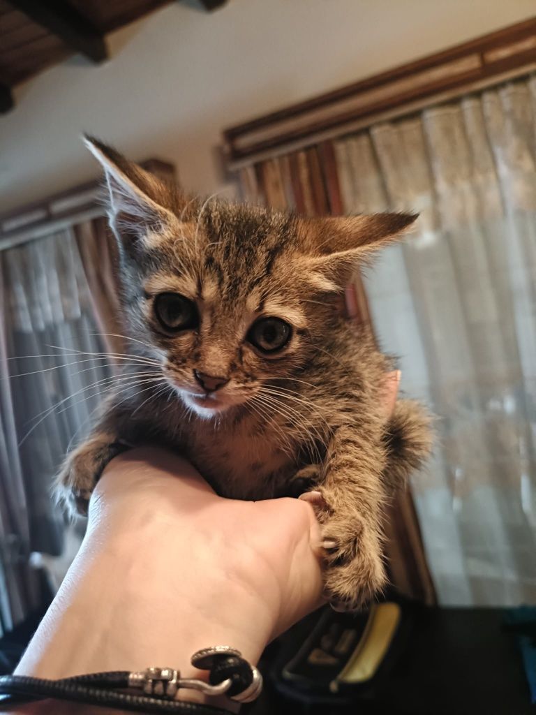 Gatinhos bebes para adoção