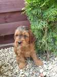 Cockapoo. Chłopczyk. Hybryda. Cocker Spaniel Angielski/ pudel miniatur