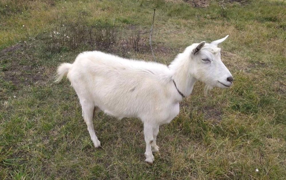 Продам дві дійні кози.