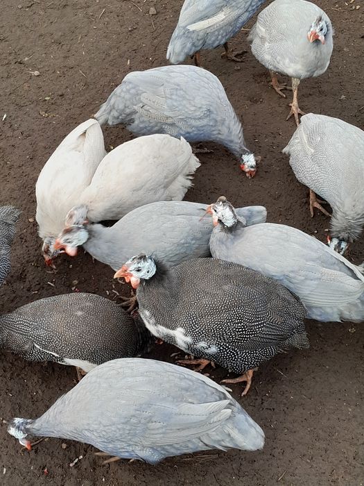 Perliczki z wiosny 2025