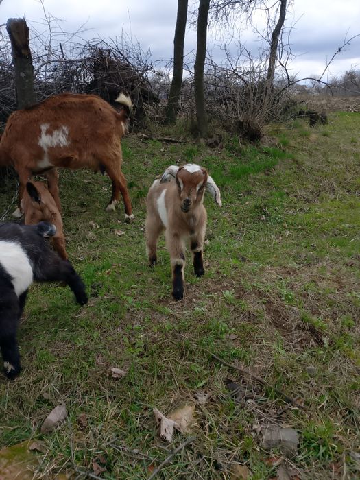 Козенята  клаповухі