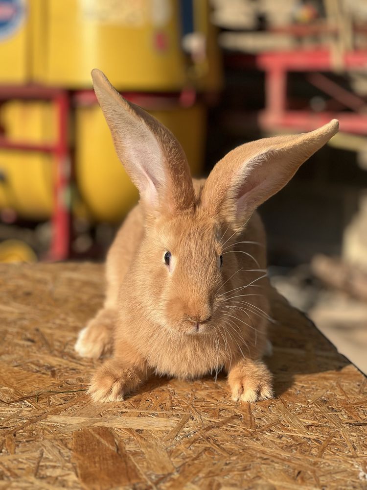Olbrzym belgijski żółty samiec około 3,5 kg
