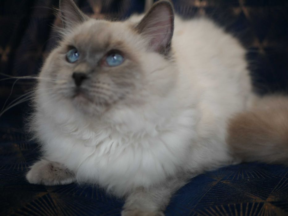 Ragdoll kocur hodowlany po Championie,FPL,FIFE