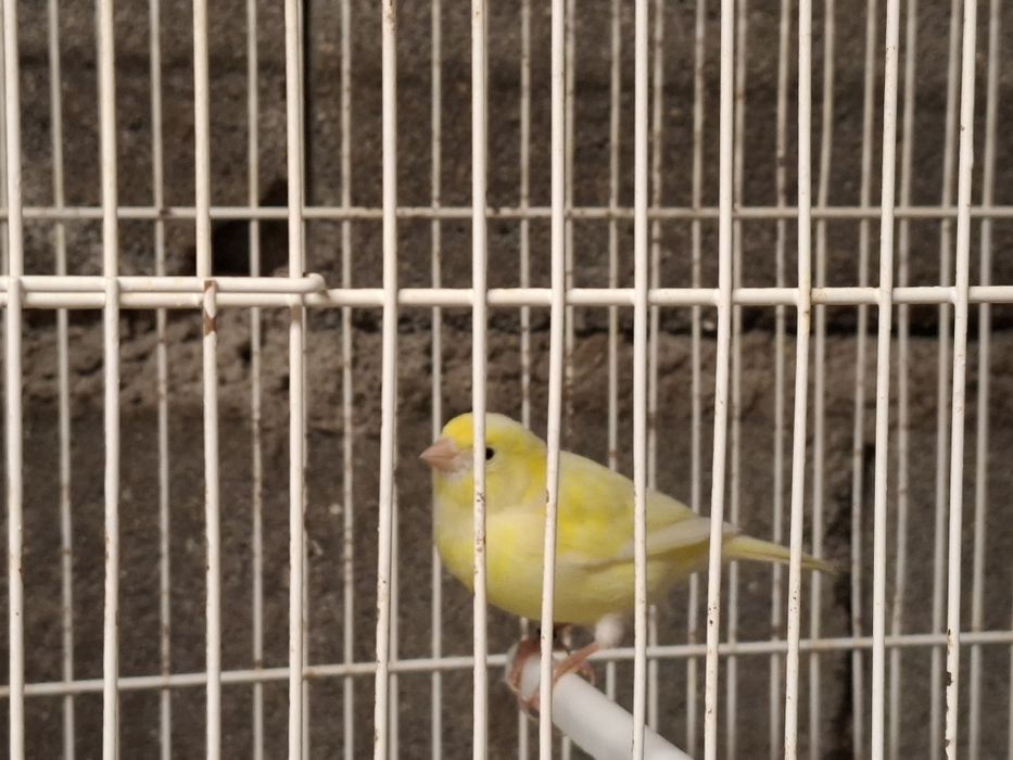 Canarios amarelos machos