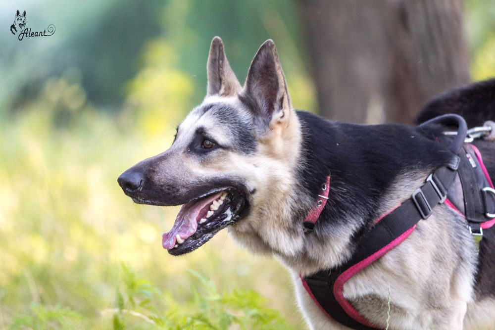 Щенок Восточно-европейской овчарки (питомник)
