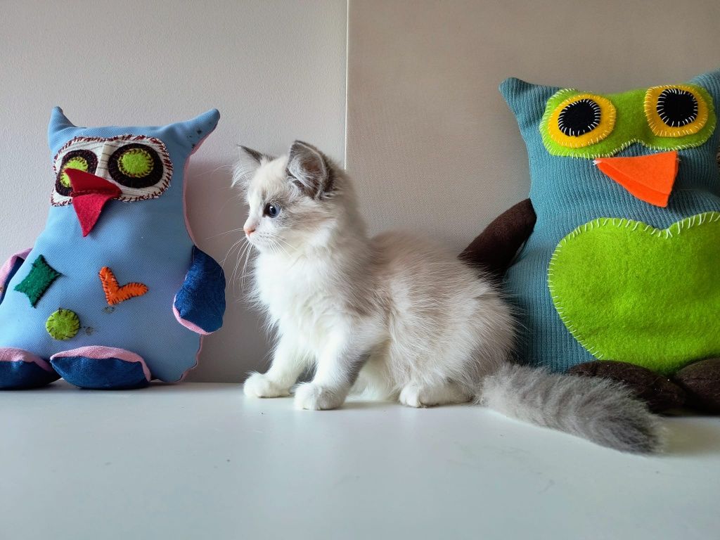 Rogdoll  gotowe do  odbioru