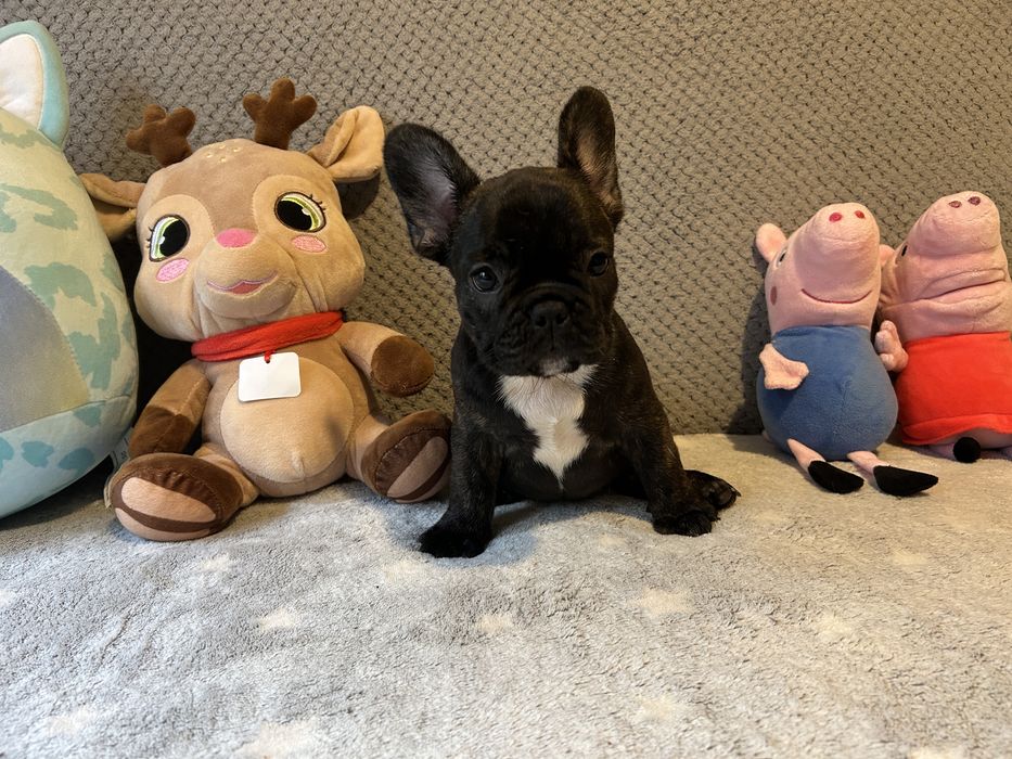 Suczka buldog francuski do odbioru .