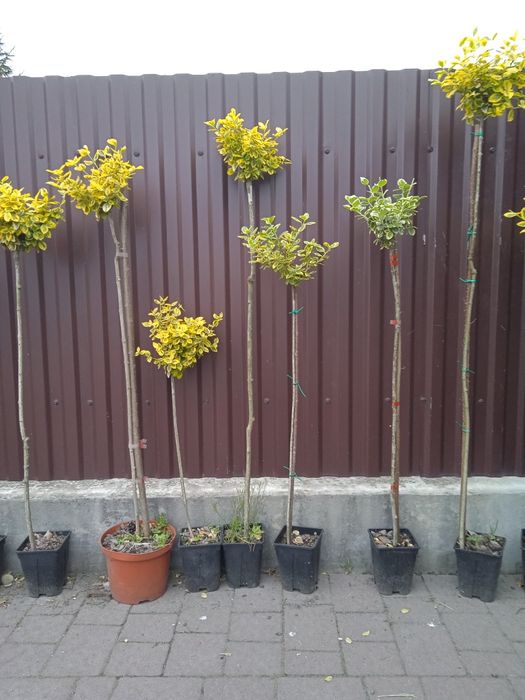 Бересклет на штамбі