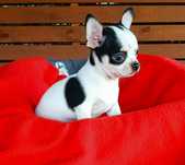 Piękny piesek chihuahua