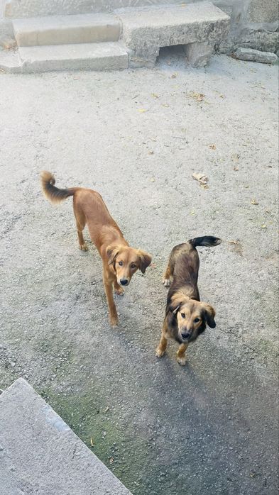 Adopção 2 cadelas brincalhonas e meigas