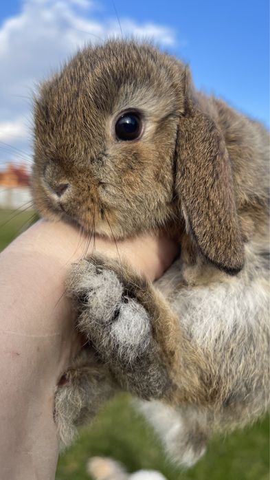 Міні кролики , чистокровні , висловухі баранчики,